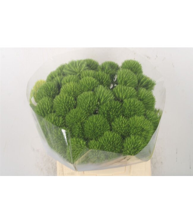 Frische Dianthus Barbatus oder Bartnelke Kiwi Mellow | Länge 45 Zentimeter | Grün | Pro 40 Blumen bestellbar