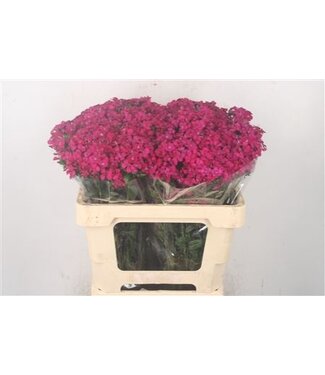 Florimo Fresh Flowers Rote Cerise Dianthus Barbatus oder Bartnelke | Länge 55 Zentimeter | Amazone Neon Cherise | Pro 50 frische Blumen