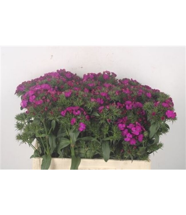 Lila Dianthus Barbatus oder Bartnelke | Länge 55 Zentimeter | Amazone Neon Purple | Pro 10 frische Blumen