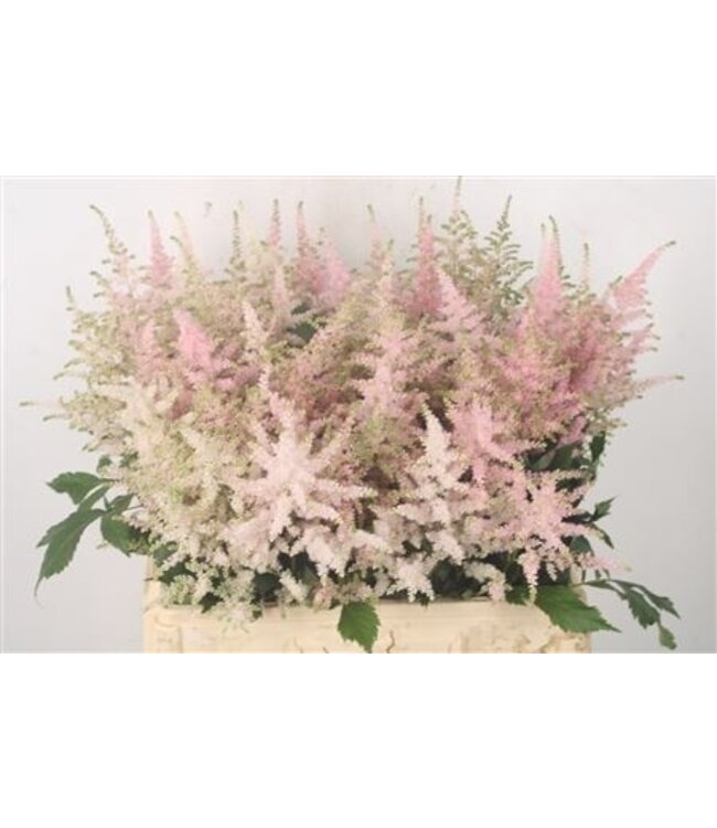 Frische Feder-Spiere oder Astilbe Europa Hellrosa | Länge 60 Zentimeter | Rosa | Pro 10 Blumen zu bestellen