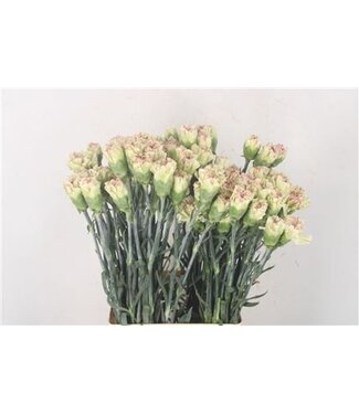 Florimo Fresh Flowers Fresh Carnations Mochi | Length 70 centimeters | Green White | Per 20 flowers Florimo Fresh Flowers Fresh Carnations Mochi | Length 70 centimeters | Green White | Per 20 flowers