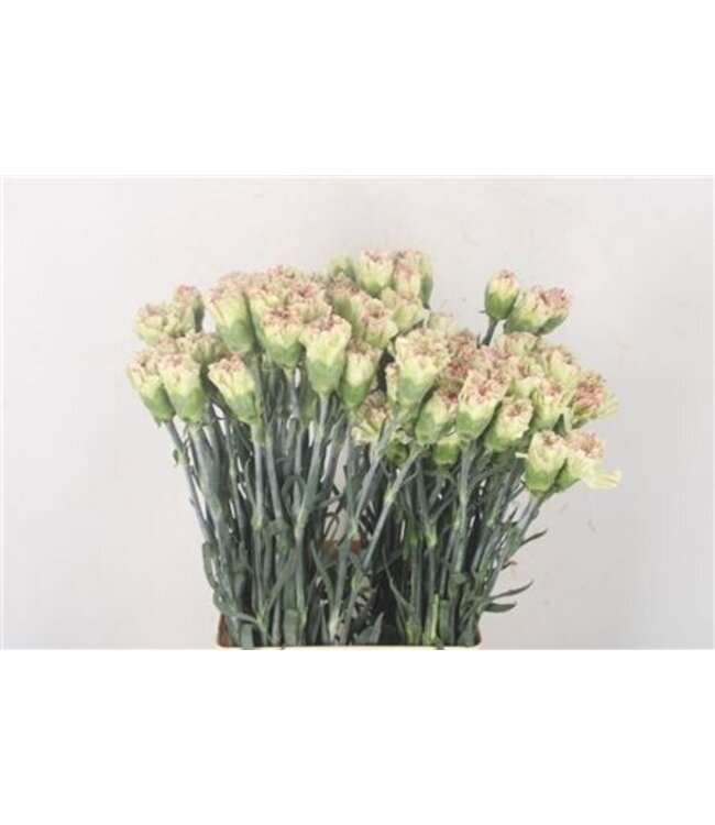 Verse Anjers Mochi | Lengte 70 centimeter | Groen Wit | Per 20 bloemen te bestellen