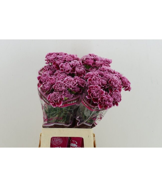 Frische Nelken Nobbio Burgundy | Länge 70 Zentimeter | Lila | Pro 20 Blumen bestellbar