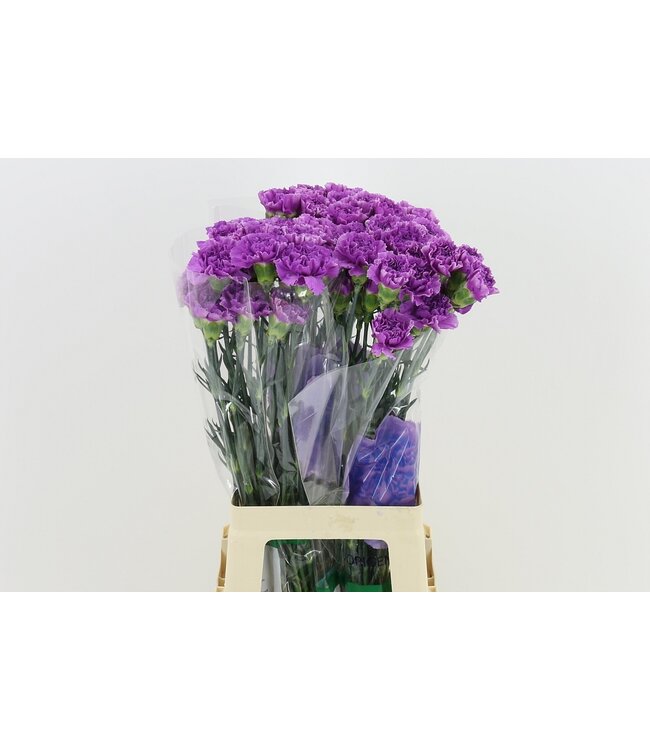 Frische Nelken Moonlite Milka | Länge 70 Zentimeter | Lila | Pro 20 Blumen bestellbar