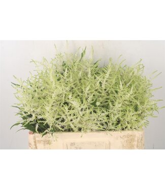 Florimo Fresh Flowers Verse Pluimspirea of Astilbe Wasingthon White | Lengte 55 centimeter | Wit | Per 10 bloemen