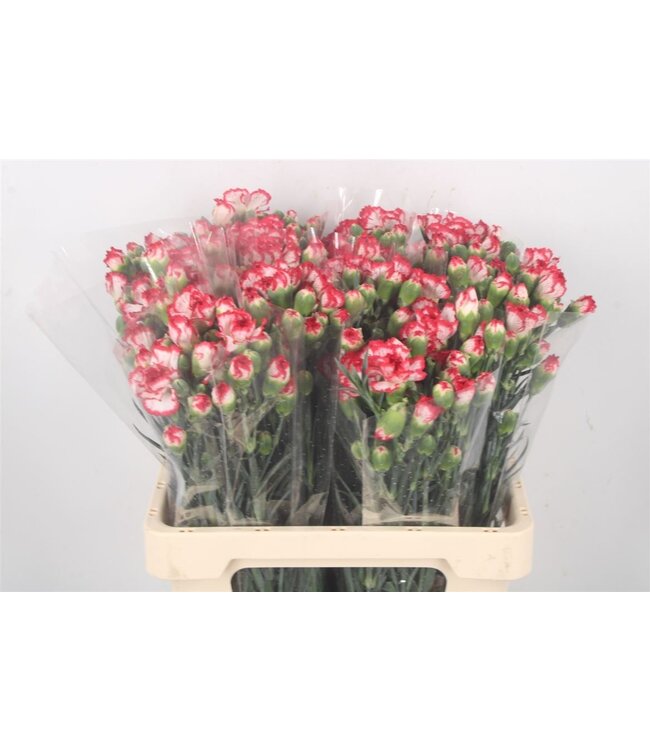 Frische Nelken Minuetto | Länge 60 Zentimeter | Rot Weiß | Pro 50 Blumen zu bestellen