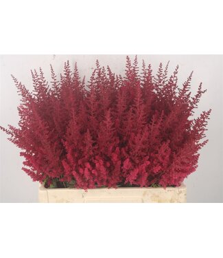 Florimo Fresh Flowers Verse Pluimspirea of Astilbe Paul Gaarder | Lengte 60 centimeter | Rood | Per 10 bloemen Florimo Fresh Flowers Verse Pluimspirea of Astilbe Paul Gaarder | Lengte 60 centimeter | Rood | Per 10 bloemen
