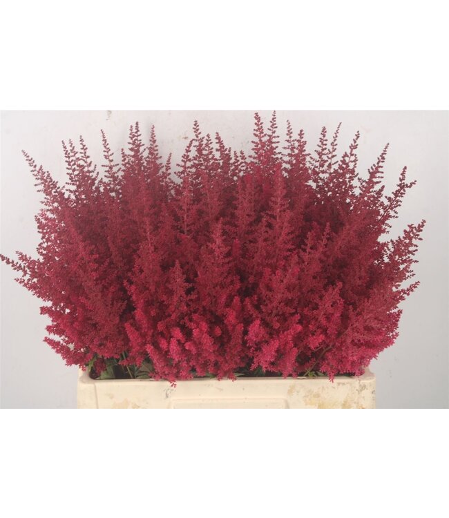 Verse Pluimspirea of Astilbe Paul Gaarder | Lengte 60 centimeter | Rood | Per 10 bloemen te bestellen