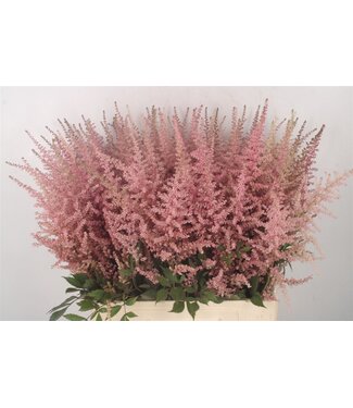 Florimo Fresh Flowers Frische Feder-Spiere oder Astilbe Erika Pink | Länge 70 Zentimeter | Rosa | Pro 10 Blumen