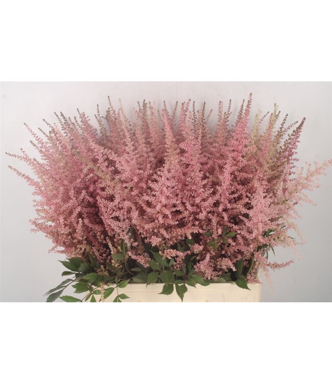 Verse Pluimspirea of Astilbe Erika Pink | Lengte 70 centimeter | Roze | Per 10 bloemen te bestellen