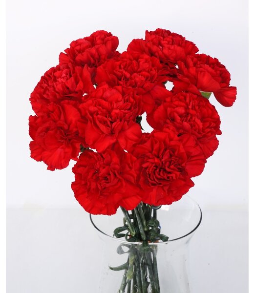 Florimo Fresh Flowers Verse Anjers Don Pedro | Lengte 65 centimeter | Rood | Per 20 bloemen