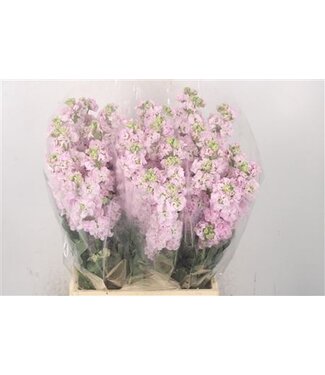 Florimo Fresh Flowers Frische Levkojen | Matthiola Incana Hellrosa | Länge ± 50 Zentimeter | Pro 10 Blumen