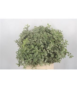 Florimo Fresh Flowers Pitto Nigra Per Bunch 150 Gram ( x 5 ) Florimo Fresh Flowers Pitto Nigra Per Bunch 150 Gram ( x 5 )