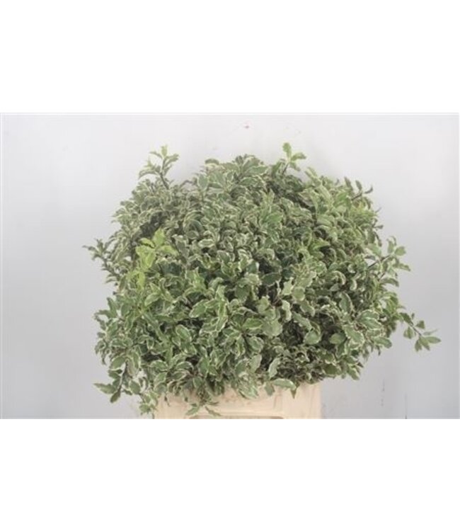 Pitto Nigra Per Bunch 150 Gram ( x 5 )