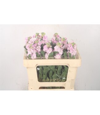 Florimo Fresh Flowers Verse Violieren | Matthiola Incana Light Pink | Lengte ± 55 centimeter  | Per 10 bloemen