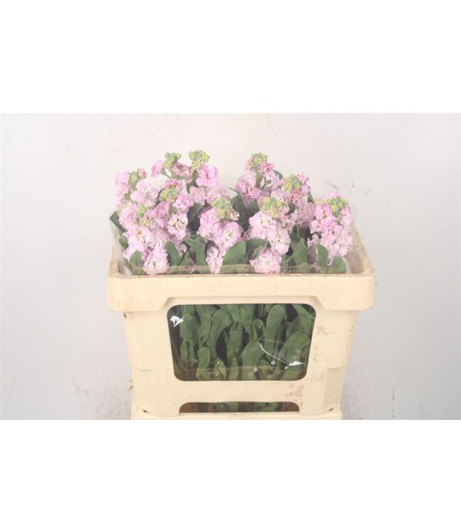 Verse Violieren | Matthiola Incana Light Pink | Lengte ± 55 centimeter  | Per 10 bloemen te bestellen