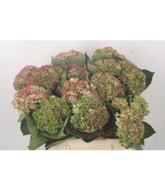 Florimo Fresh Flowers Hydr M Mag Revolu Cl ( x 15 ) Florimo Fresh Flowers Hydr M Mag Revolu Cl ( x 15 )
