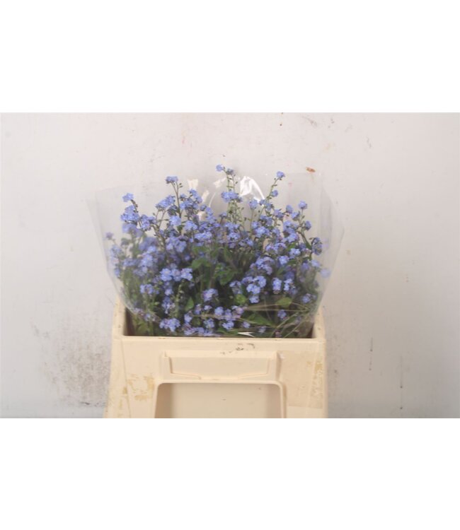 Myosotis Blue ( x 50 )