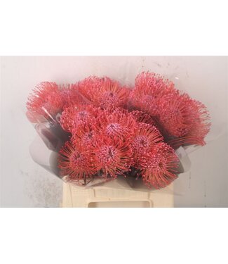 Florimo Fresh Flowers Leuco Klbh New Rose ( x 10 )