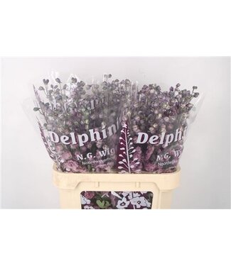 Florimo Fresh Flowers Delph El Dewi Melody Pink ( x 10 ) Florimo Fresh Flowers Delph El Dewi Melody Pink ( x 10 )