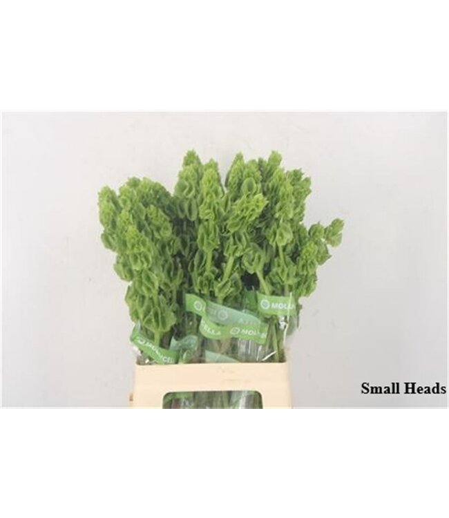 Moluccella Stuk Small Heads ( x 10 )