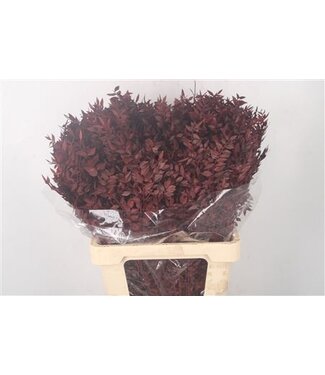 Florimo Fresh Flowers Ruscus. Burgundy Per Stem ( x 25 )