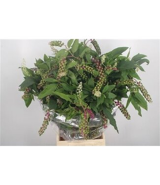 Florimo Fresh Flowers Phytolacca Americana Per Bunch ( x 5 )