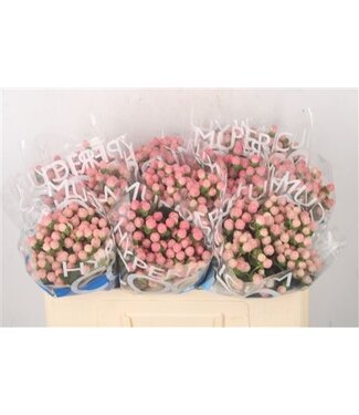 Florimo Fresh Flowers Hyp Coco Casino Pink ( x 10 ) Florimo Fresh Flowers Hyp Coco Casino Pink ( x 10 )
