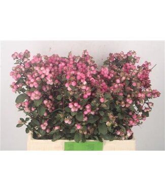 Florimo Fresh Flowers Sympho Mag Ruby Fall Dark Pink ( x 10 ) Florimo Fresh Flowers Sympho Mag Ruby Fall Dark Pink ( x 10 )