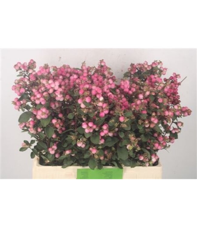 Sympho Mag Ruby Fall Dark Pink ( x 10 )