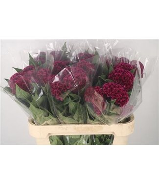 Florimo Fresh Flowers Cel C Mystic ( x 10 ) Florimo Fresh Flowers Cel C Mystic ( x 10 )