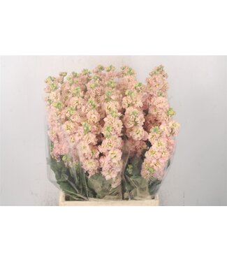 Florimo Fresh Flowers Verser Levkojen | Matthiola Incana Apricot | Länge ± 50 Zentimeter | Pro 10 Blumen