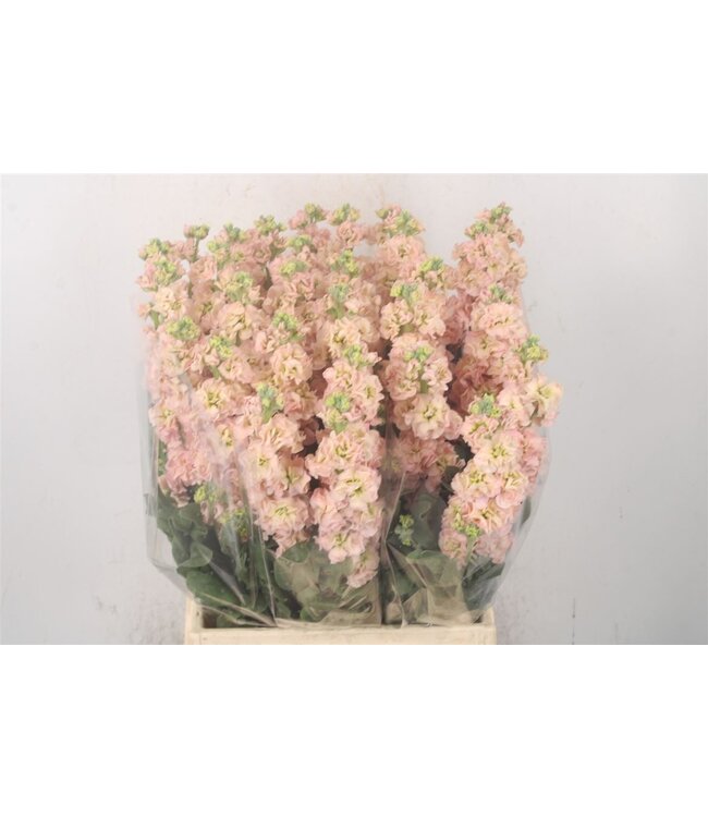 Verse Violieren | Matthiola Incana Apricot | Lengte ± 50 centimeter  | Per 10 bloemen te bestellen