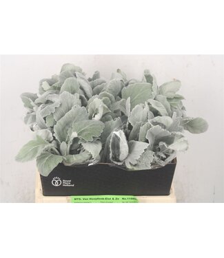 Florimo Fresh Flowers Senecio Cin New Look ( x 10 )