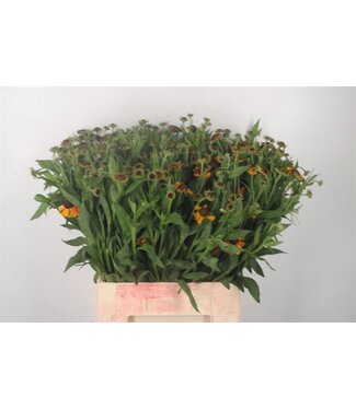Florimo Fresh Flowers Helen Moerheim Beaut ( x 10 ) Florimo Fresh Flowers Helen Moerheim Beaut ( x 10 )