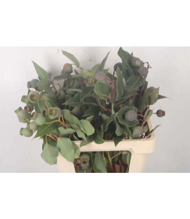 Euc Bell Gum Per Stem ( x 5 )