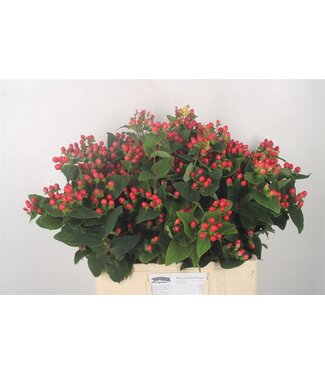 Florimo Fresh Flowers Hyp Coco Rio Red Spray Nl. ( x 35 ) Florimo Fresh Flowers Hyp Coco Rio Red Spray Nl. ( x 35 )