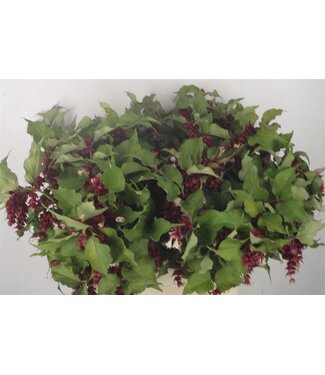 Florimo Fresh Flowers Leycester F Purple R ( x 10 )