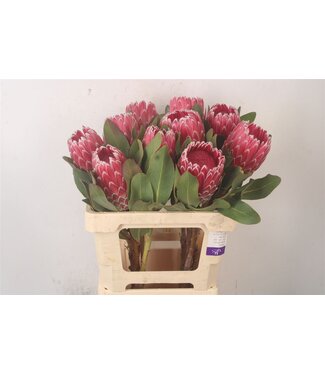 Florimo Fresh Flowers Protea Empress ( x 5 ) Florimo Fresh Flowers Protea Empress ( x 5 )