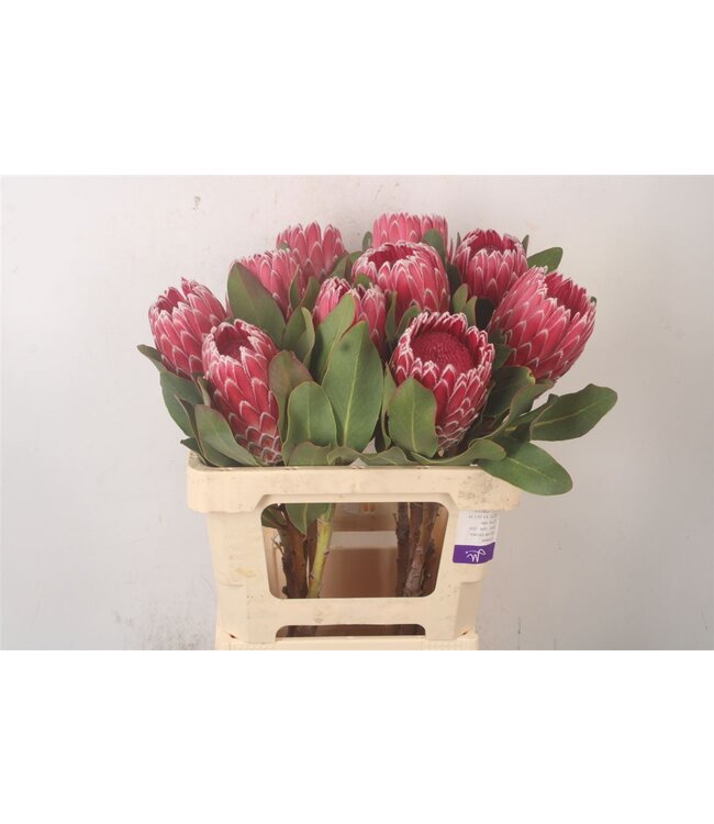 Protea Empress ( x 5 )