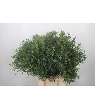 Florimo Fresh Flowers Pistache Select Per Bunch ( x 5 ) Florimo Fresh Flowers Pistache Select Per Bunch ( x 5 )