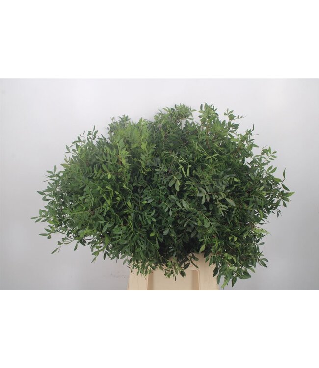 Pistache Select Per Bunch ( x 5 )