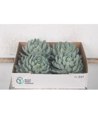 Florimo Fresh Flowers Echeveria Elegance X4 ( x 4 )