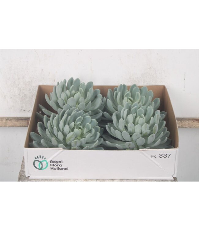 Echeveria Elegance X4 ( x 4 )