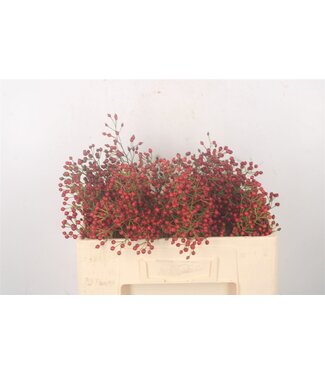 Florimo Fresh Flowers Rosa Fair Jewel Red ( x 10 ) Florimo Fresh Flowers Rosa Fair Jewel Red ( x 10 )