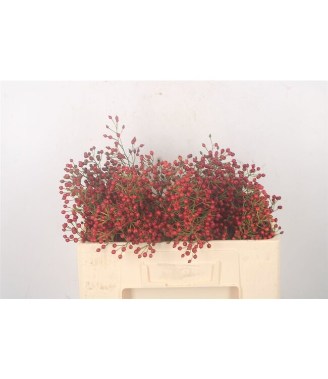 Rosa Fair Jewel Red ( x 10 )