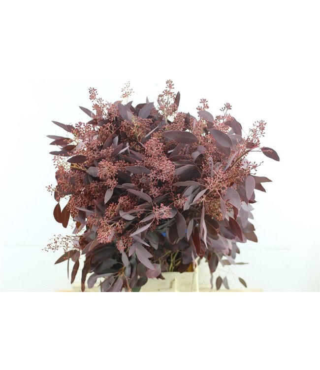 Euca V Populus Berry V Red Per Bunch ( x 1 )