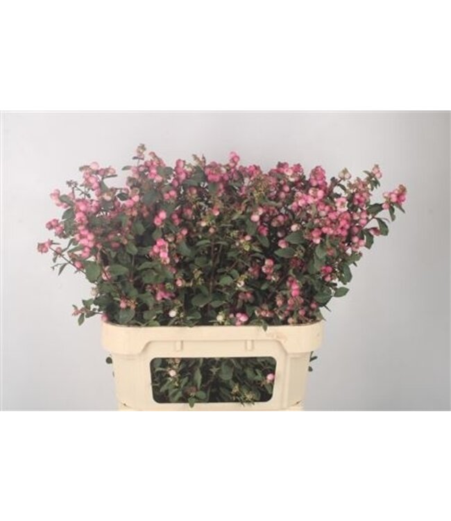 Sympho Mag Ruby Fall Dark Pink ( x 10 )