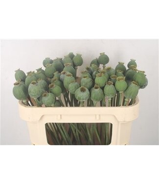 Florimo Fresh Flowers Papaver Som Zaaddozen ( x 10 ) Florimo Fresh Flowers Papaver Som Zaaddozen ( x 10 )