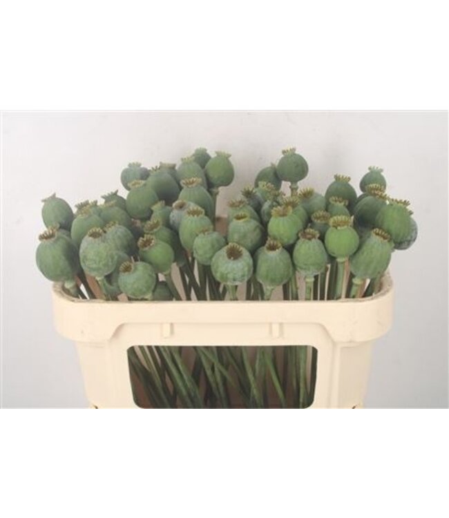 Papaver Som Zaaddozen ( x 10 )